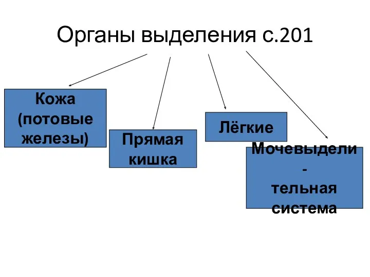 Органы выделения с.201 Кожа (потовые железы) Прямая кишка Лёгкие Мочевыдели- тельная система