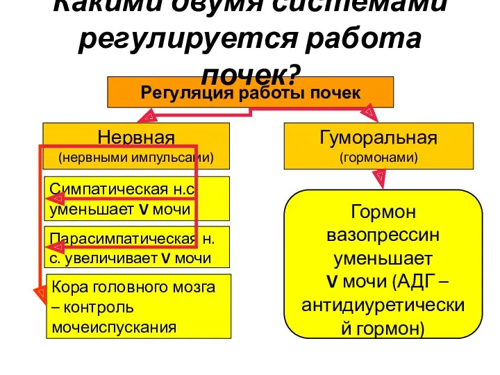 Какими двумя системами регулируется работа почек?