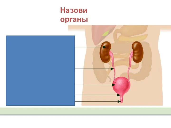 Назови органы