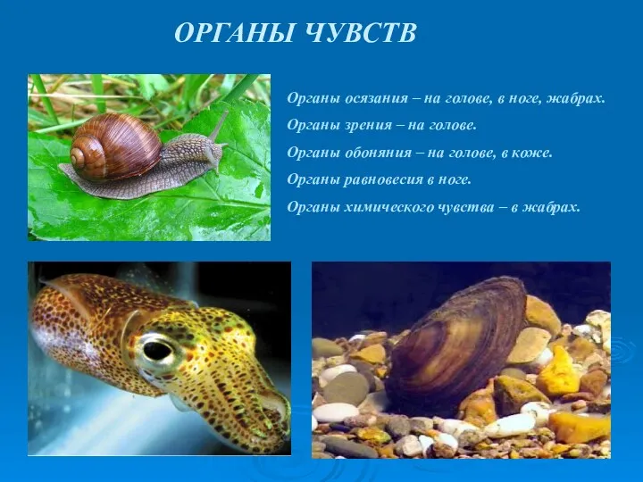 ОРГАНЫ ЧУВСТВ Органы осязания – на голове, в ноге, жабрах.