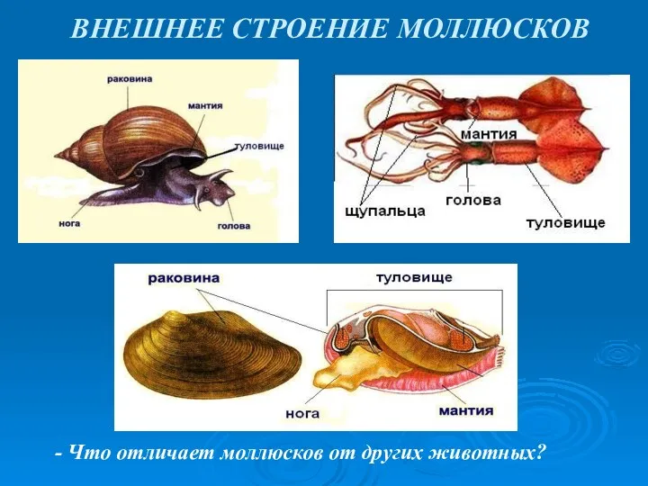 ВНЕШНЕЕ СТРОЕНИЕ МОЛЛЮСКОВ - Что отличает моллюсков от других животных?