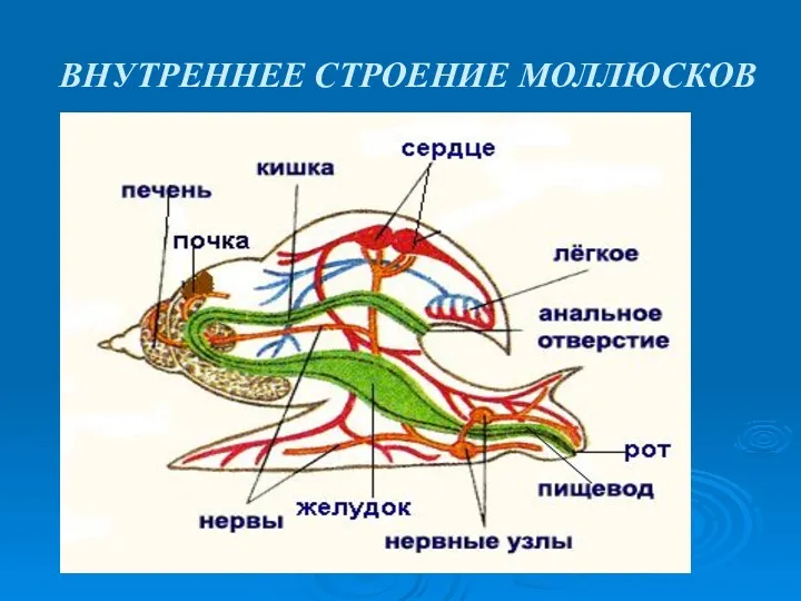 ВНУТРЕННЕЕ СТРОЕНИЕ МОЛЛЮСКОВ Учебник - П. 42, стр. 159 Задание