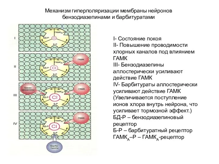 Механизм гиперполяризации мембраны нейронов бензодиазепинами и барбитуратами I- Состояние покоя II- Повышение проводимости