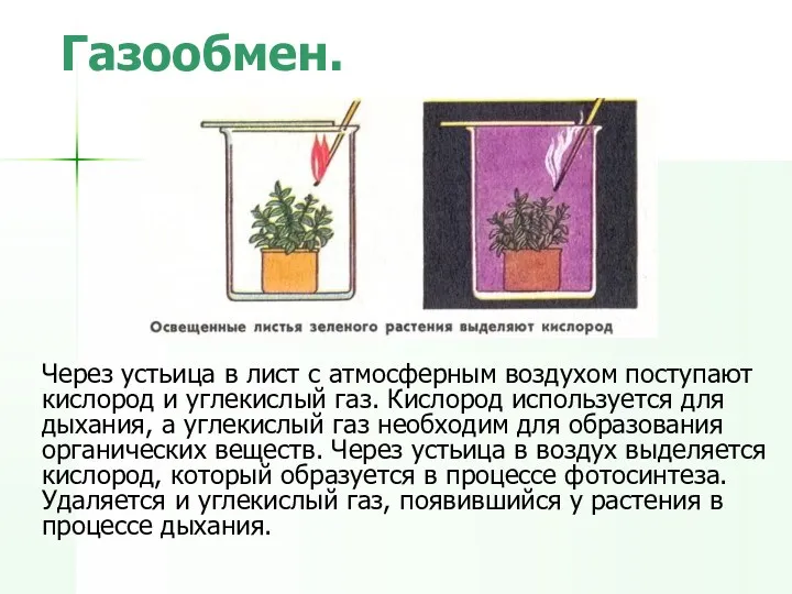 Газообмен. Через устьица в лист с атмосферным воздухом поступают кислород