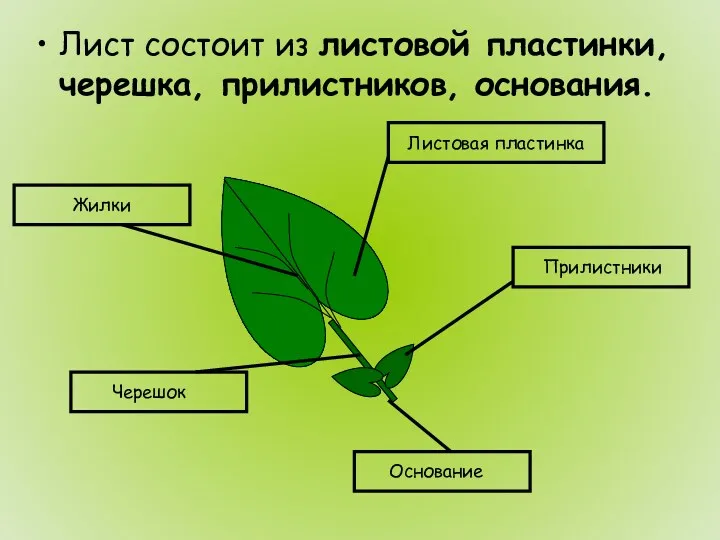 Лист состоит из листовой пластинки, черешка, прилистников, основания. Черешок Основание Прилистники Листовая пластинка Жилки