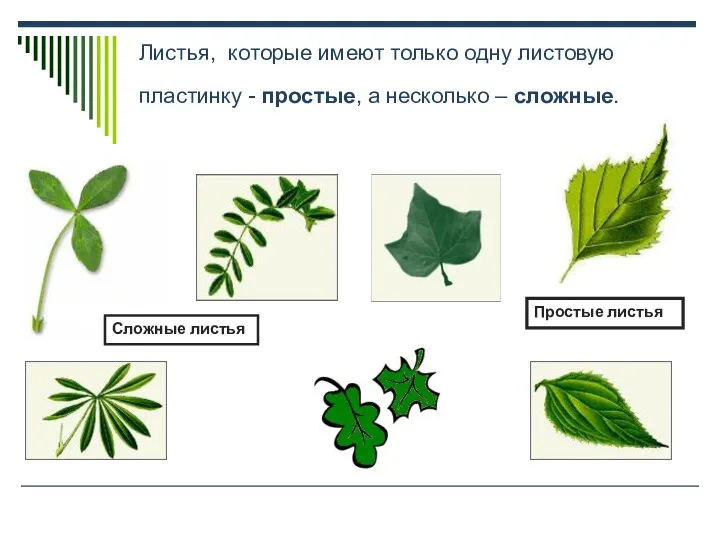 Листья, которые имеют только одну листовую пластинку - простые, а