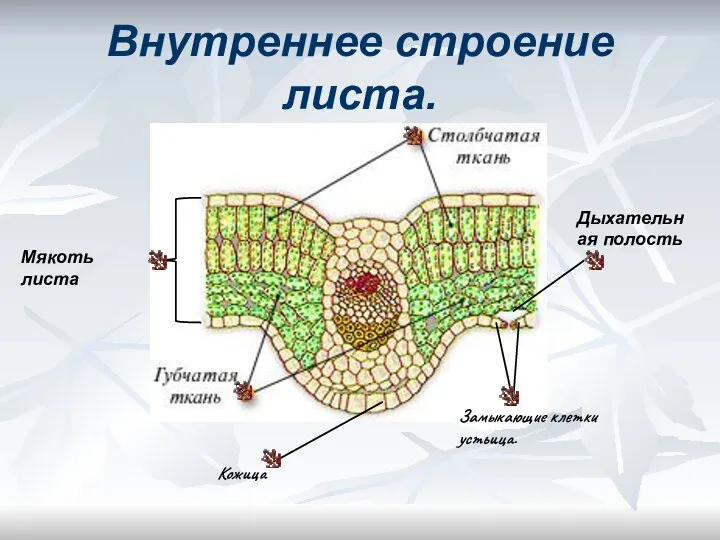 Внутреннее строение листа. Дыхательная полость Замыкающие клетки устьица. Мякоть листа Кожица