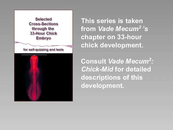 This series is taken from Vade Mecum2 ’s chapter on