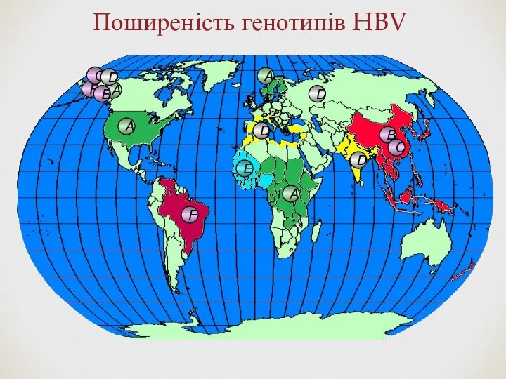 Поширеність генотипів HBV A A A B C D D