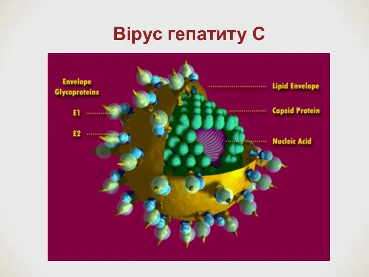 Вірус гепатиту С