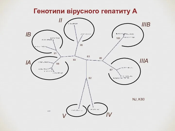 Генотипи вірусного гепатиту А