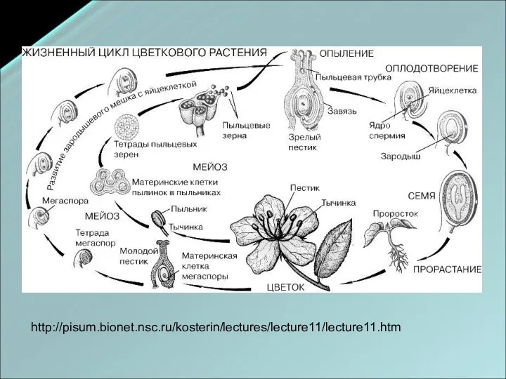 http://pisum.bionet.nsc.ru/kosterin/lectures/lecture11/lecture11.htm