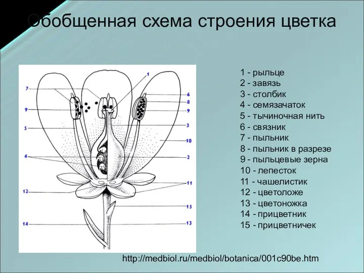 Обобщенная схема строения цветка 1 - рыльце 2 - завязь