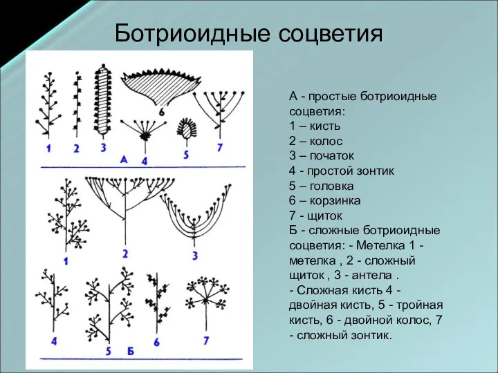 Ботриоидные соцветия А - простые ботриоидные соцветия: 1 – кисть