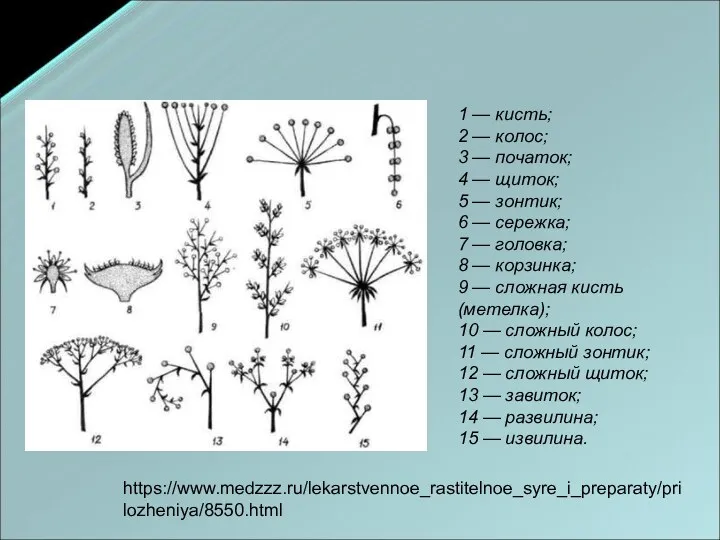 1 — кисть; 2 — колос; 3 — початок; 4