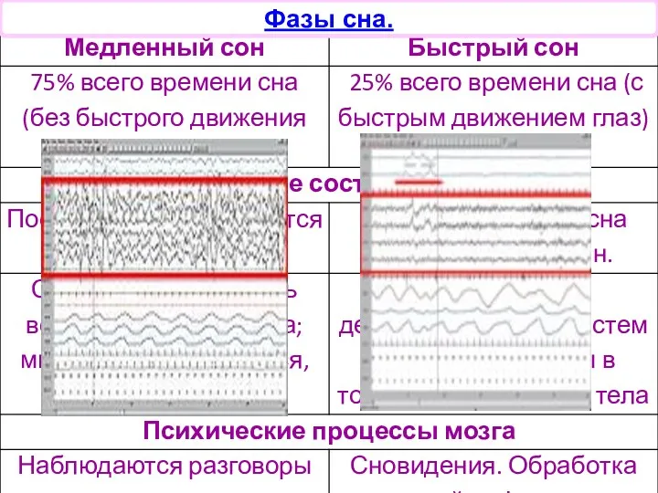 Фазы сна.