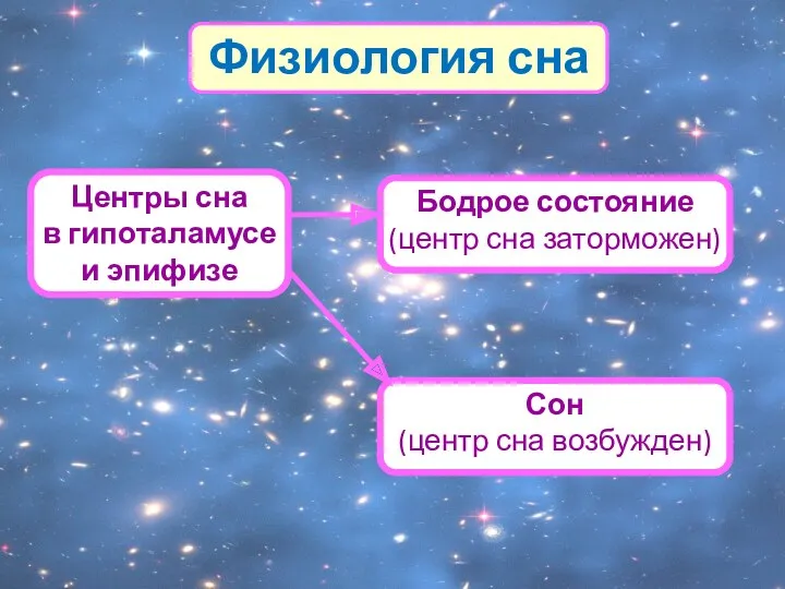 Физиология сна Центры сна в гипоталамусе и эпифизе Бодрое состояние