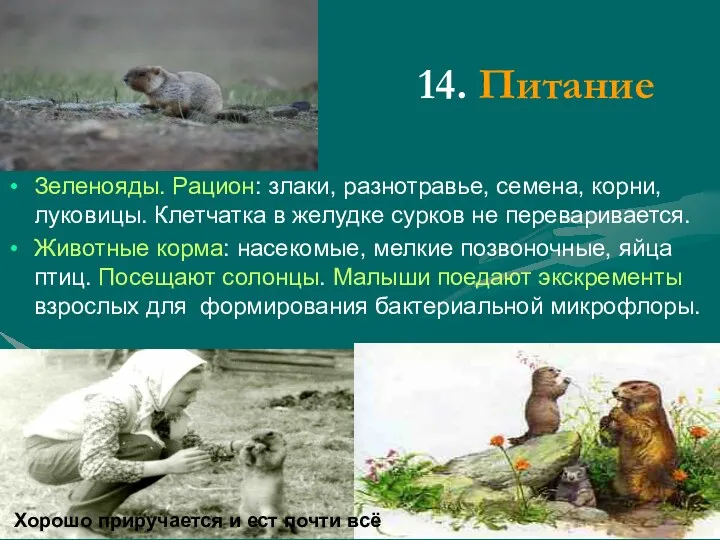 14. Питание Зеленояды. Рацион: злаки, разнотравье, семена, корни, луковицы. Клетчатка