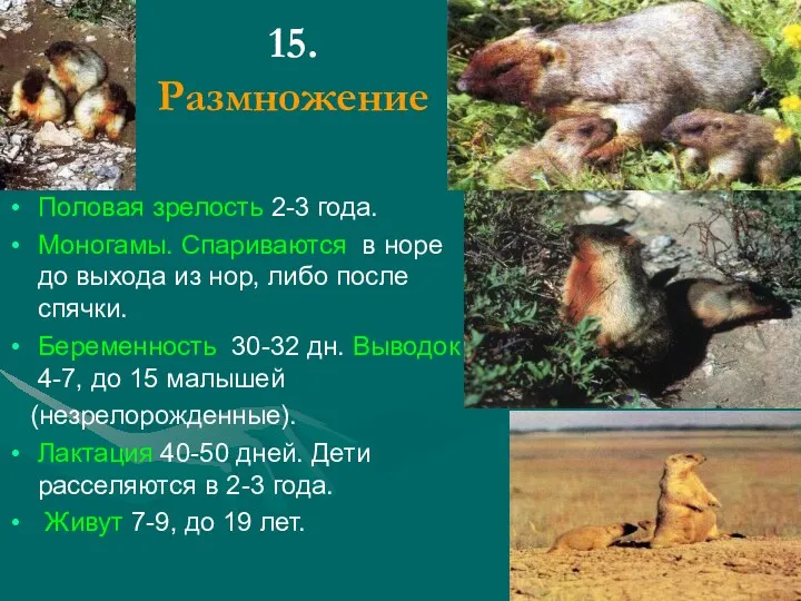 15. Размножение Половая зрелость 2-3 года. Моногамы. Спариваются в норе