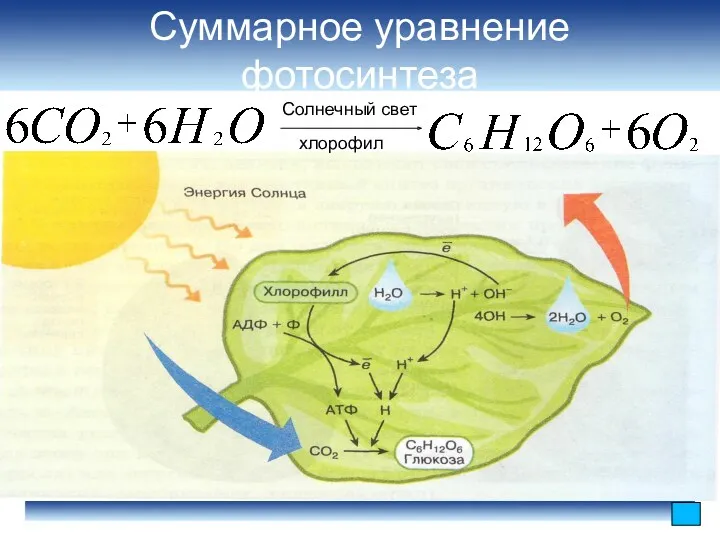 Суммарное уравнение фотосинтеза Солнечный свет хлорофил