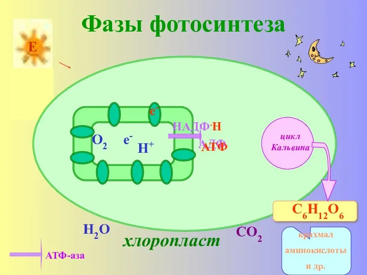 Фазы фотосинтеза хлоропласт е- Н2О АДФ О2 е- Н+ СО2 АТФ АТФ-аза