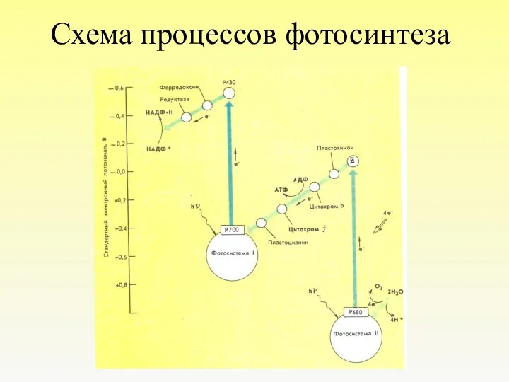 Схема процессов фотосинтеза