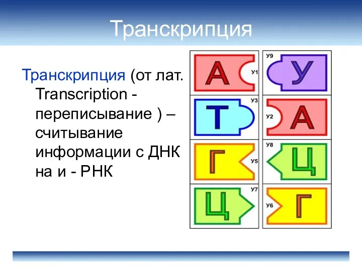 Транскрипция Транскрипция (от лат. Transcription - переписывание ) – считывание информации с ДНК