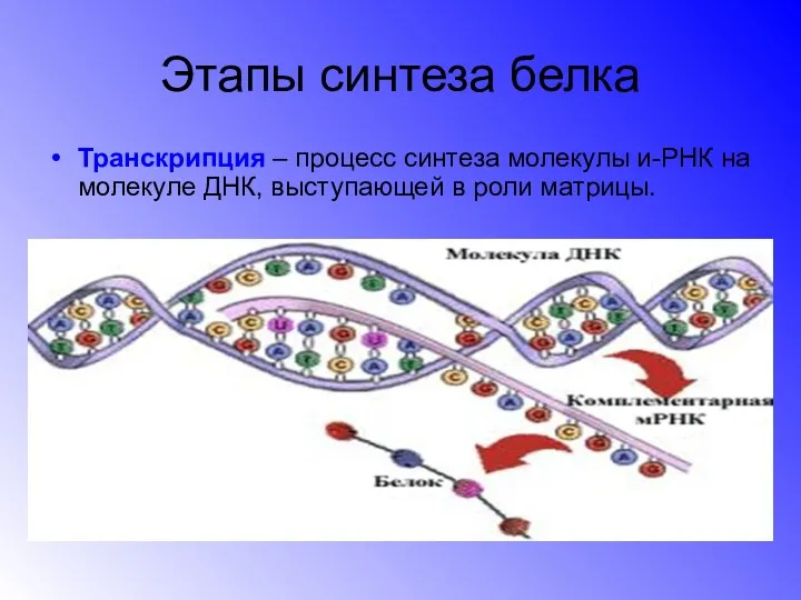 Этапы синтеза белка Транскрипция – процесс синтеза молекулы и-РНК на молекуле ДНК, выступающей в роли матрицы.