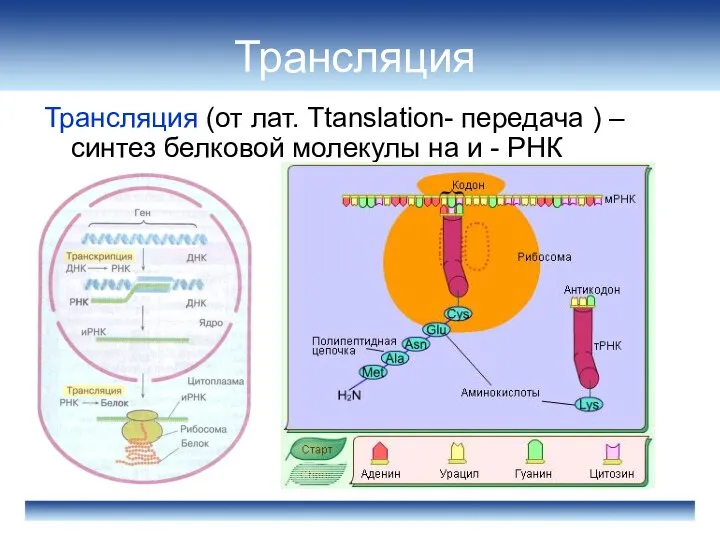Трансляция Трансляция (от лат. Ttanslation- передача ) – синтез белковой молекулы на и - РНК