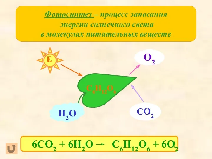Фотосинтез – процесс запасания энергии солнечного света в молекулах питательных веществ С6Н12О6
