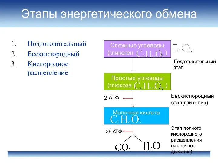 Этапы энергетического обмена Подготовительный Бескислородный Кислородное расщепление Сложные углеводы (гликоген ) Простые углеводы