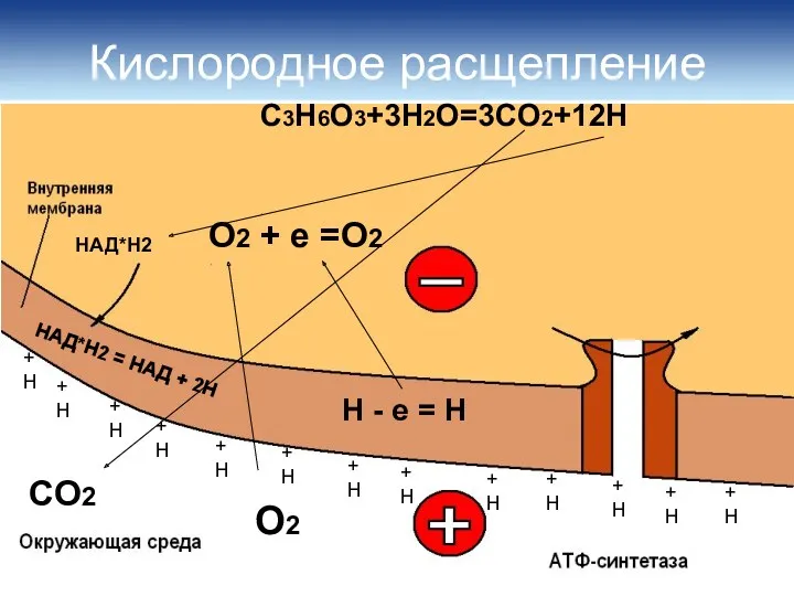 Кислородное расщепление НАД*Н2 = НАД + 2Н СО2 О2 Н - е =