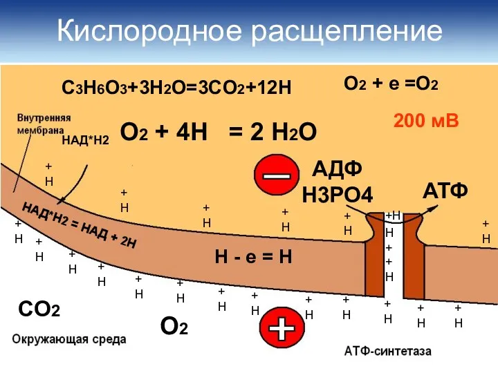 Кислородное расщепление НАД*Н2 = НАД + 2Н СО2 О2 Н - е =