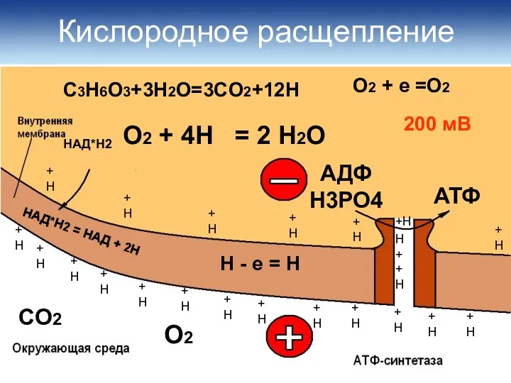 Кислородное расщепление НАД*Н2 = НАД + 2Н СО2 О2 Н