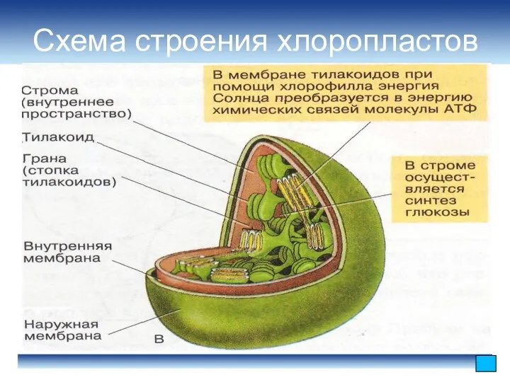 Схема строения хлоропластов