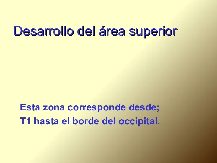 Desarrollo del área superior Esta zona corresponde desde; T1 hasta el borde del occipital.