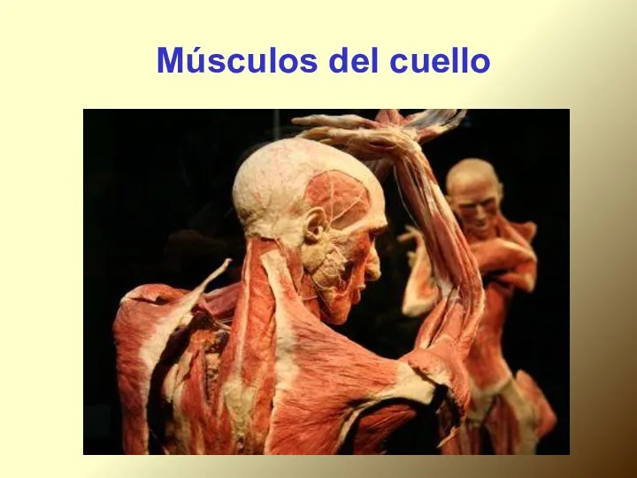 Músculos del cuello