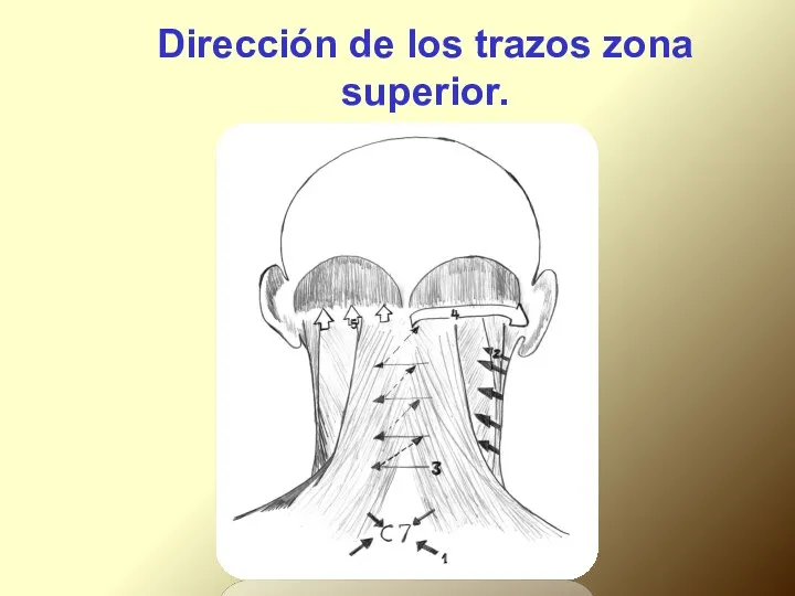 Dirección de los trazos zona superior.