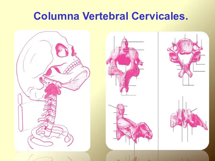 Columna Vertebral Cervicales.