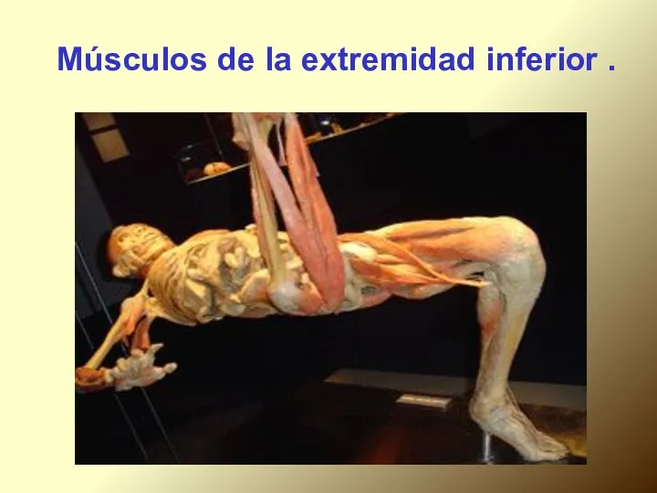 Músculos de la extremidad inferior .