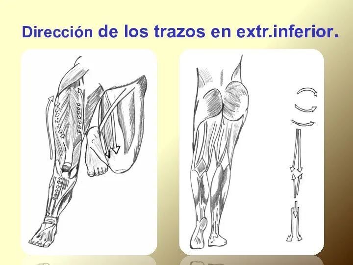 Dirección de los trazos en extr.inferior.