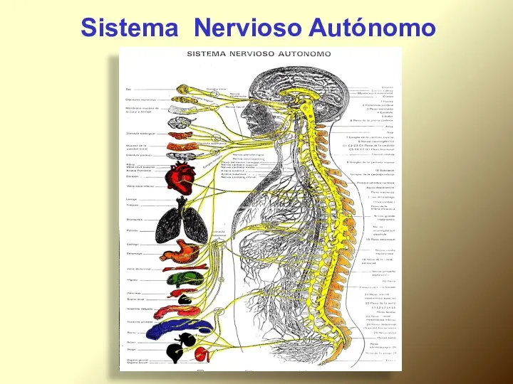 Sistema Nervioso Autónomo