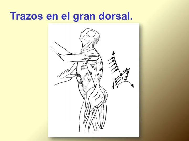 Trazos en el gran dorsal.