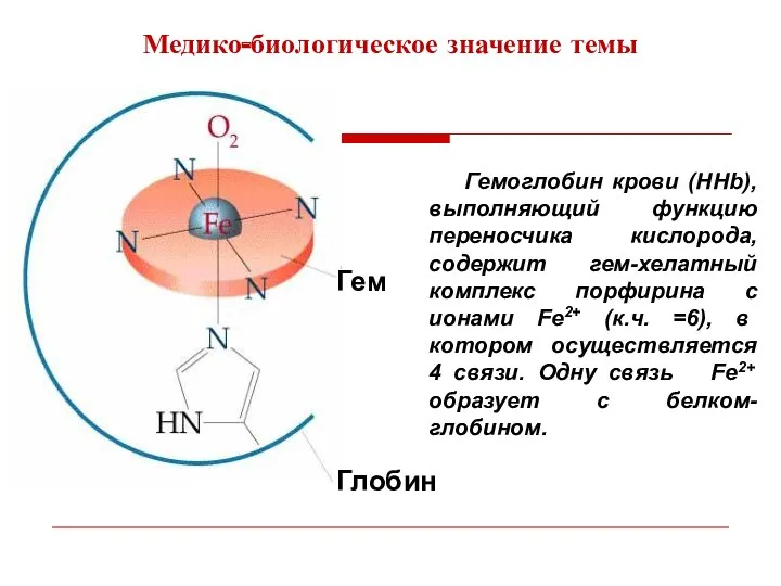 Гемоглобин крови (HHb), выполняющий функцию переносчика кислорода, содержит гем-хелатный комплекс