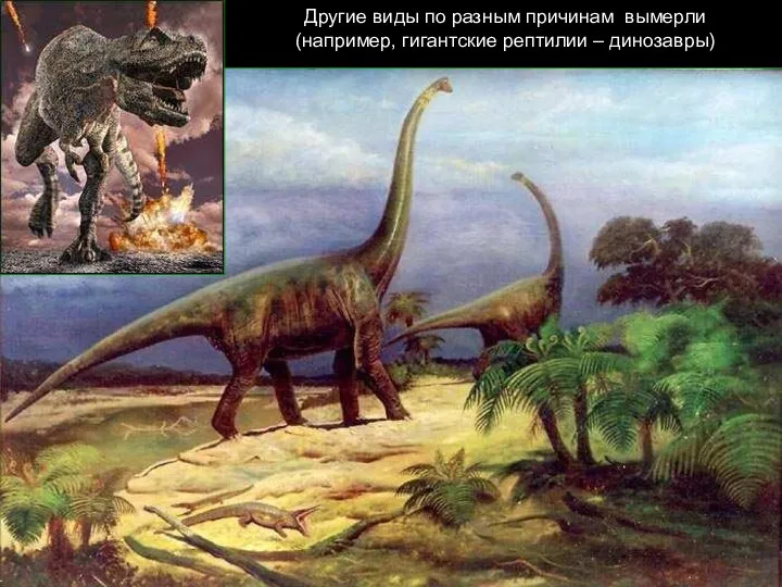 Другие виды по разным причинам вымерли (например, гигантские рептилии – динозавры)