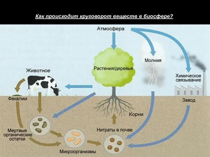 Как происходит круговорот веществ в биосфере?