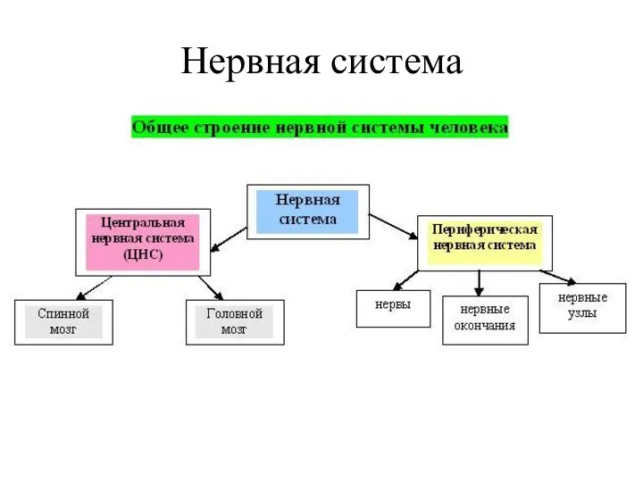 Нервная система