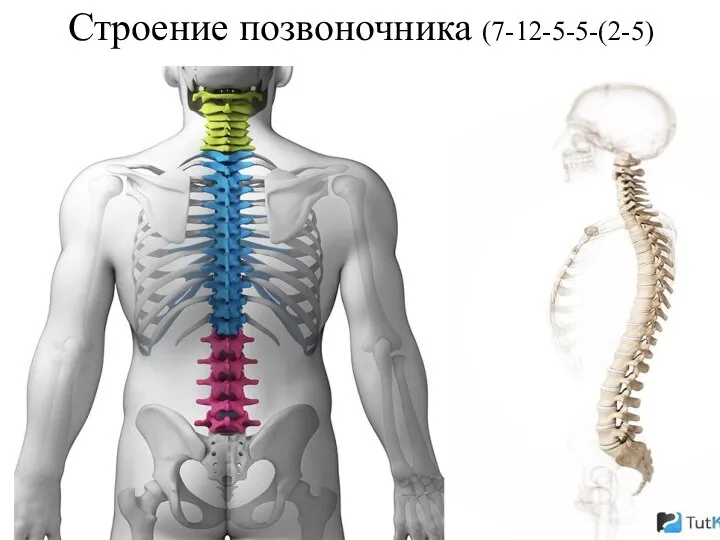 Строение позвоночника (7-12-5-5-(2-5)