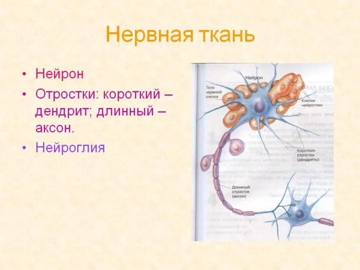 Строение нейрона дендриты тело нейрона аксон