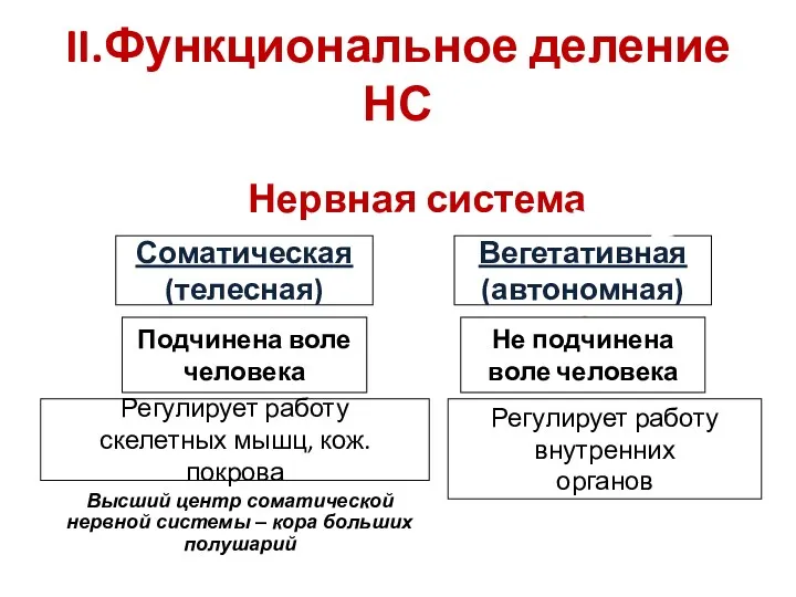 II.Функциональное деление НС Нервная система Соматическая (телесная) Вегетативная (автономная) (